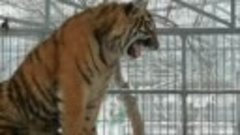 В барнаульском зоопарке живёт поющий тигрёнок!