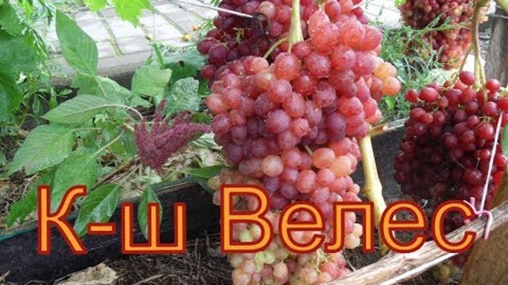 Велес описание сорта фото отзывы Велес описание сорта фото отзывы