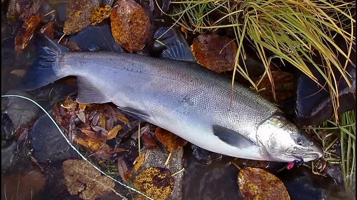 Горбуша фото рыбы Горбуша фото рыбы