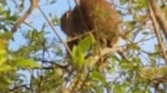 Даманы , как коалы, лазят по деревьям и едят листья