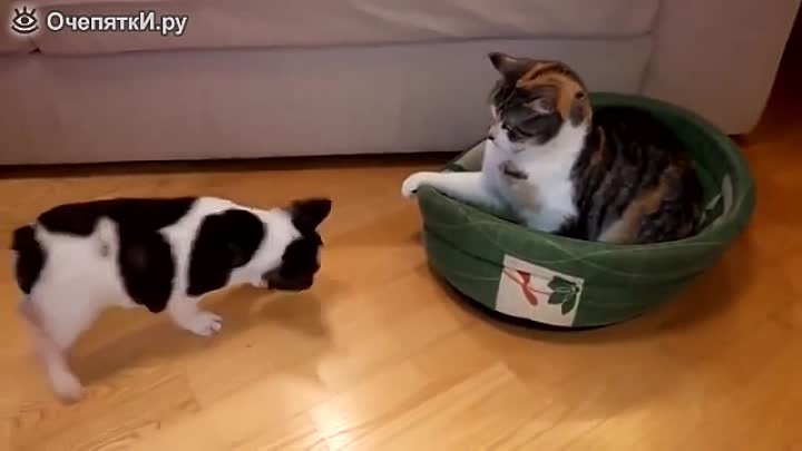 Щенок против опытной кошки