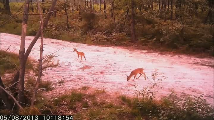 Тестовое видео фотоловушкой HuntS