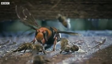 Bees kill giant hornet with heat generated by their vibrating bodies ...