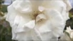 Белые розы        Юрий Шатунов