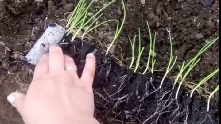 Как посадить лук в улитку