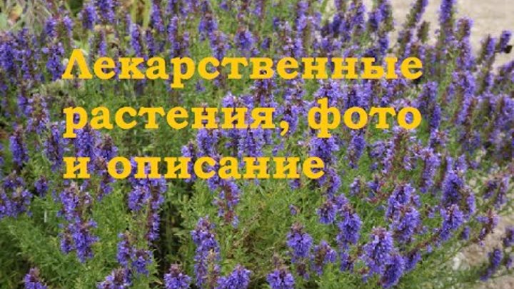 Лекарственные растения самарской области фото и описание Лекарственные растения самарской области фото и описание