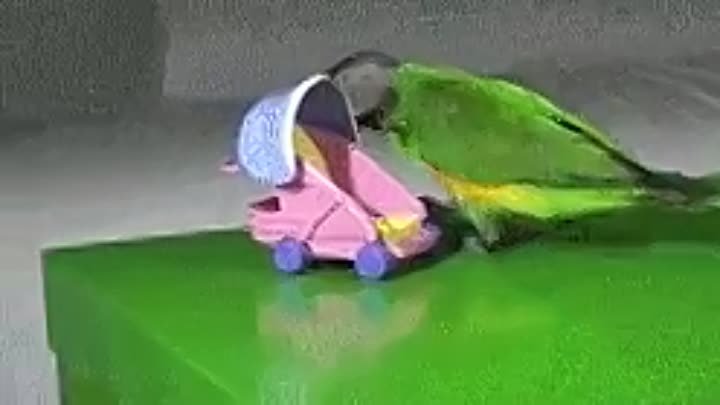 Попугай с ребенком