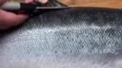 Разделываем лосося и солим его  ( рецепт )
