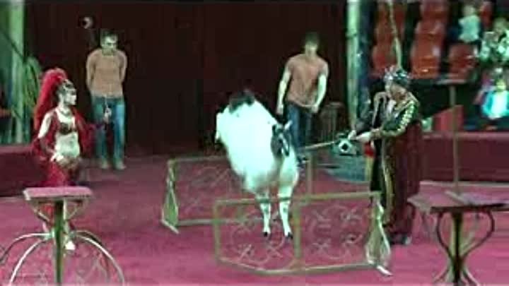 Цирк Корона в Пензе