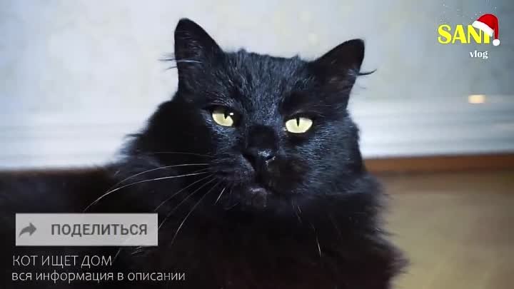 Спасение побитого кота. Отняли у живодера.