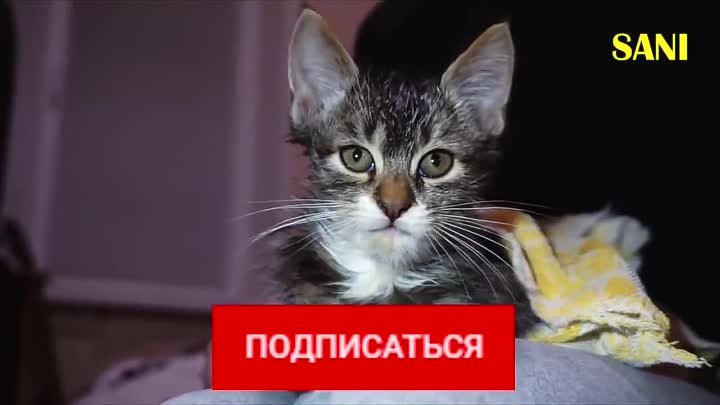 Спасение котенка из подъезда.