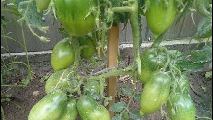 Томат петруша огородник отзывы фото урожайность Томат петруша огородник отзывы фото урожайность