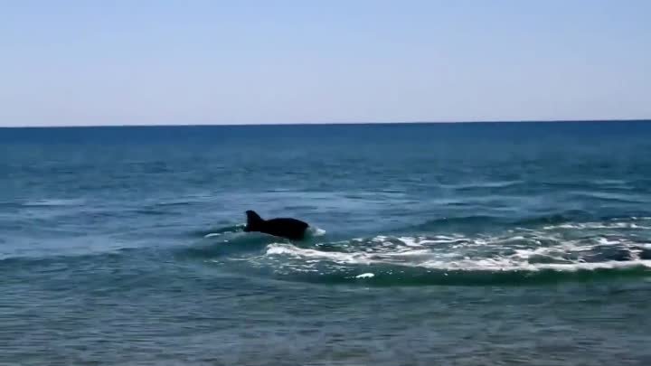 Дельфины у берега! (часть 1, Анапа)