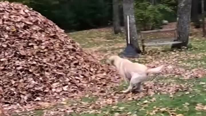 Собака, которая обожает осень 🐶