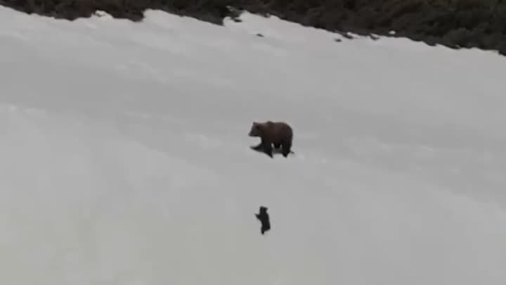 Медвежонок не сдался 🐻