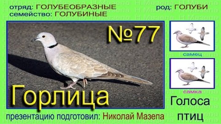 Как издать звук голубя. Дикий голубь Горлица голос. Горлица птица голос. Горлица самец и самка. Горлица птица звук.