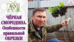 ПРАВИЛЬНАЯ обрезка ЧЁРНОЙ СМОРОДИНЫ - залог БОЛЬШОГО УРОЖАЯ!