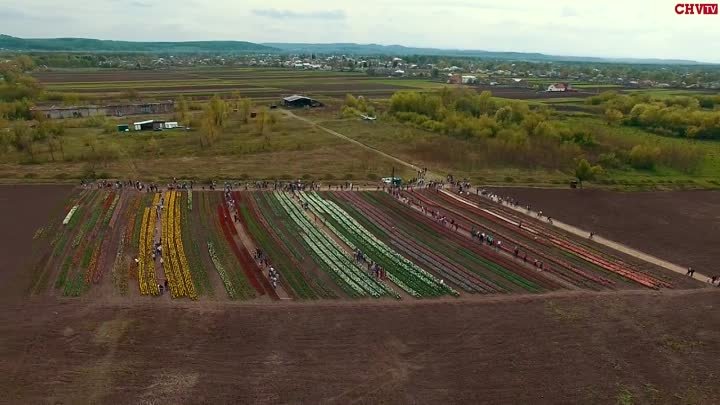 Неймовірна краса квітів з висоти – ексклюзивне відео тюльпанового поля
