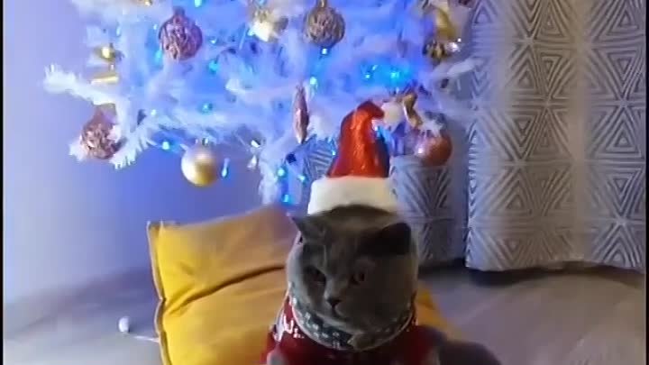 Праздничный кот 😂