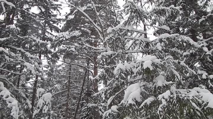 Пестрый дятел и еловая шишка.