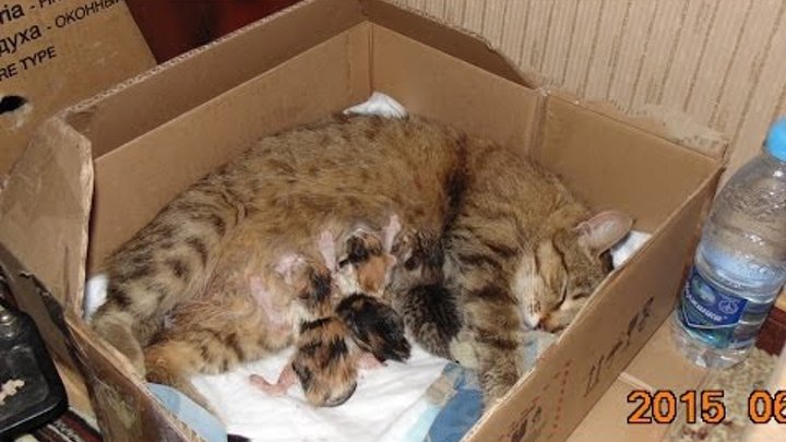 Котята внутри кошки фото Котята внутри кошки фото