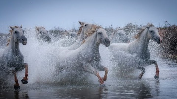 Лошади вода фото Лошади вода фото