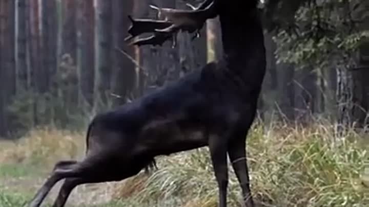 Чёрный олень на просторах польского леса