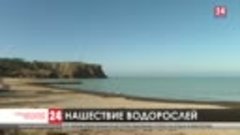 Тонны водорослей выбрасывает на берега Крыма