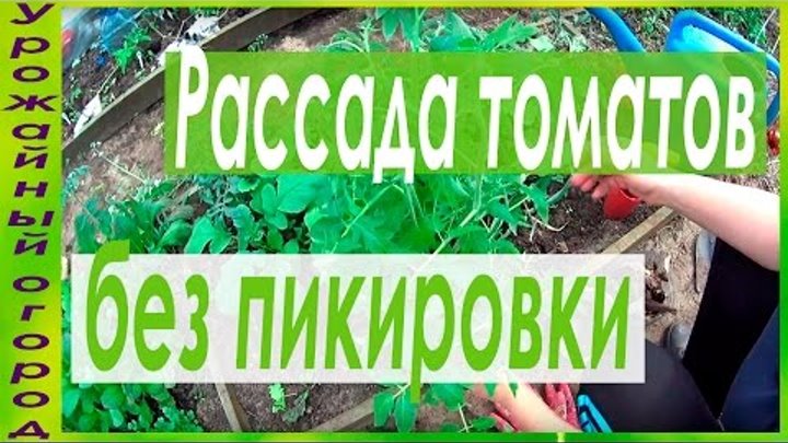 ПОСАДКА ТОМАТОВ ВЫРАЩЕННЫХ БЕЗ ПИКИРОВКИ!