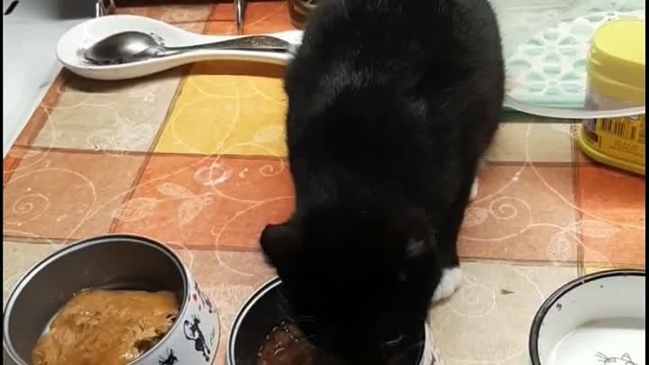 Обычное утро обычной передержки 🥣🐕🐱