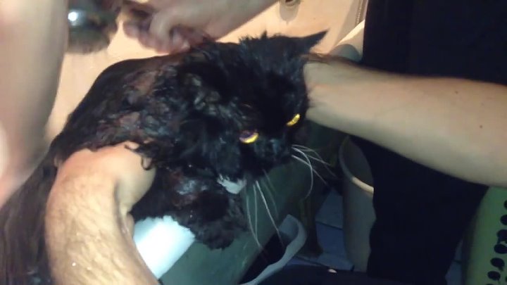 Я быык мем с котом Я быык мем с котом