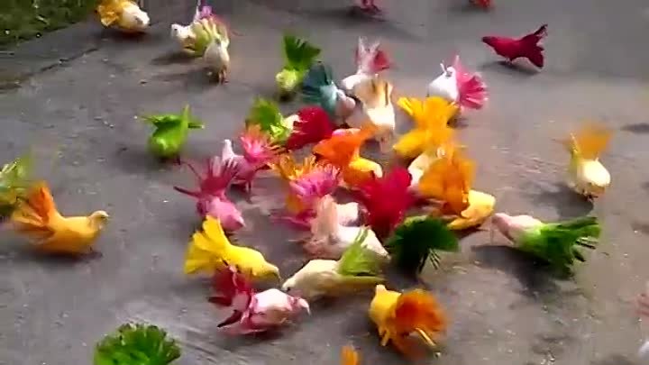 Разноцветные голуби в г. ВОРКУТЕ .