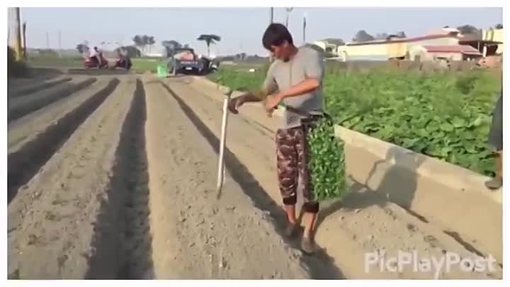 Как китайцы высаживают рассаду