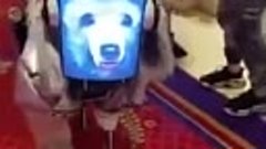 В Китае мужчина купил себе собачку—робота