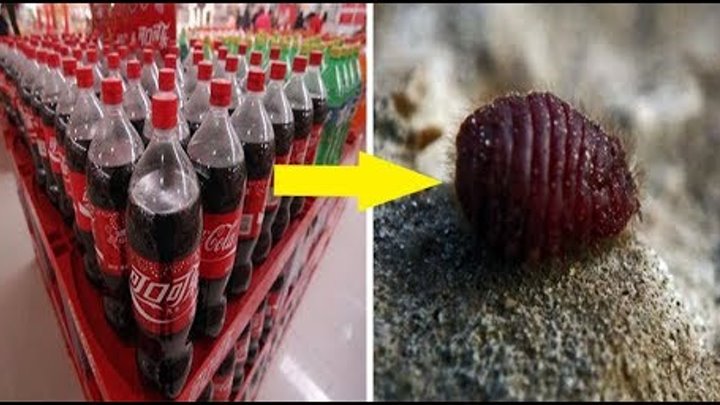 Из каких жуков делают кока колу фото Из каких жуков делают кока колу фото