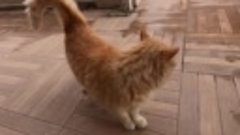 Оранжевый кот хочет еды своим милым мяуканьем