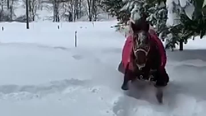 Лошадка радуется снегу ! ❄️