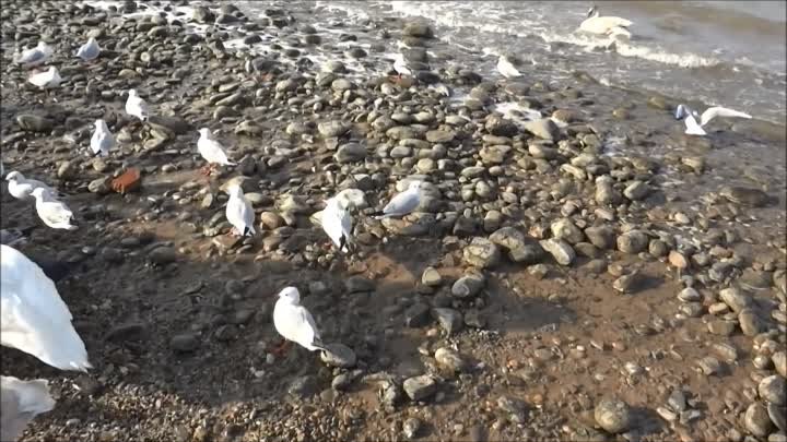 Птицы на берегу Азовского моря - зимой.