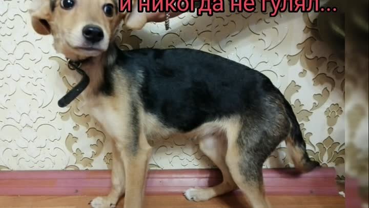 Худышке повезло🙏🐕