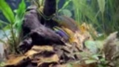 Африканские рыбки попугай`чики — Пельвикахромисы [3EdukJ9GYY...