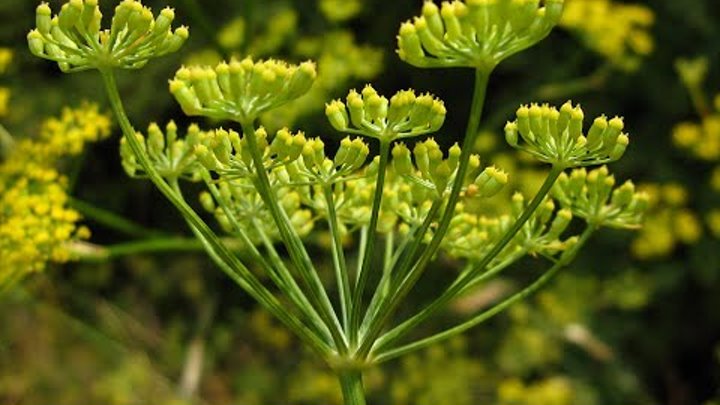 Дикий укроп фото Дикий укроп фото