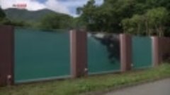 В Японии построили прозрачный бассейн для слонов