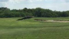 Гигантский аллигатор прогулялся по полю для гольфа 