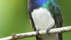 White-necked Jacobin...reels birds nature nikon yo... ☪ The ...