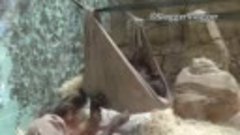 Детеныш орангутана соорудил гамак из покрывала, привязав его...