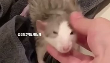 Look at this cutie  discover.animal1.MP4