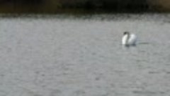Лебеди на пруду .mp4