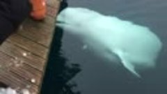The famous beluga Hvaldimir visited Kaldfjord outs.. ☪ The b...
