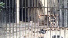 Зоопарк в Тбилиси // Крысы размером с павлина // Накуренный ...