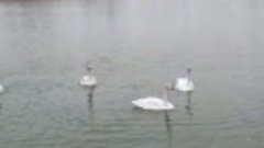 Лебеди на городском озере